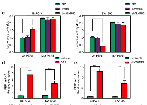 ȱALKBH5l(f)m6AR(sh)eYTHDF2T(do)mRNA(do)PER1mRNAˮƽ