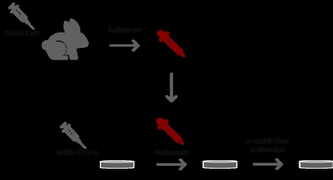 D2: Ogando˵һ(xing)(sh)(yn)漰ʹߟɹ@΢R(du)VeroE6(x)2002/2003SARSl(f)gw̽Ƃ俹SARS-CoVѪĝʹòͬÿѪһMwȻõڶMɹ⿹w(bio)ӛ@ЩÿѪSDM6 B@΢RM(jn)Пɹ@΢Rz
