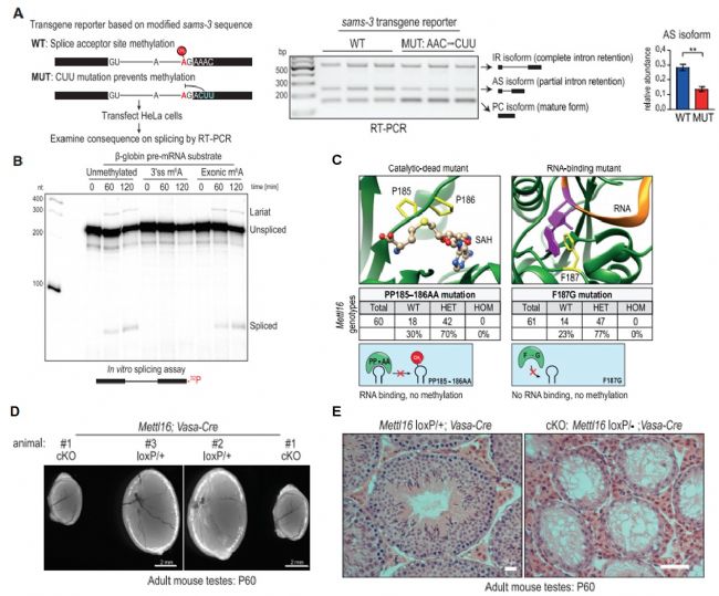 3ʹλcm6A׻ҲƲ：ļMETTL16RNA m6A׻Ԍl(f)P(gun)Ҫ