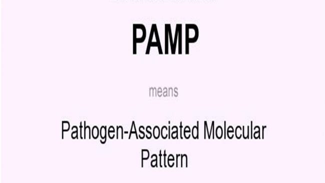 ԭwP(gun)ģʽpathogen-associatedmolecular patternPAMP